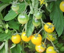 Graine tomate taille d'occasion  Digne-les-Bains