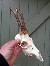 Roe deer skull for sale  WALLASEY