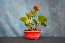 Seagrape pre bonsai for sale  North Fort Myers