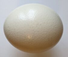 Blown ostrich egg for sale  OXFORD