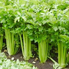 Celery seeds qty for sale  DEWSBURY