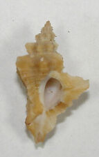 MUREX ERINACEOIDES 27.58mm BEAUTIFUL SPECIMEN Guaymas, Sonora, Mexico, used for sale  Shipping to South Africa