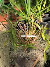 Dendrobium kingianum silockii for sale  Sebastopol