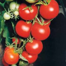 Tomato tamina 50 for sale  SALISBURY
