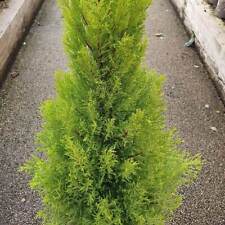 Monterey cypress conifer for sale  UK