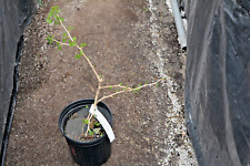 Ginkgo biloba jade for sale  Newport