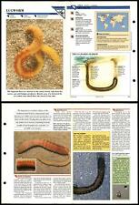 Lugworm primitive wildlife for sale  SLEAFORD
