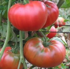 Tomatensamen italienische flei gebraucht kaufen  Beilngries