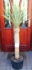 Yucca rostrata de México, 155cm, 80cm tronco, ¡¡¡¡¡¡¡¡¡¡¡¡¡¡Importación nueva!!! ¡Poco arraigado! segunda mano  Embacar hacia Spain
