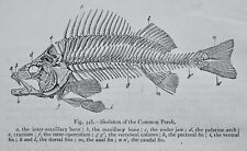 Ocean fish skeleton for sale  UK