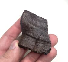 Unusual fossil alligator for sale  Cocoa