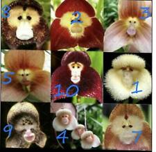 Monkey face orchids for sale  HARLOW