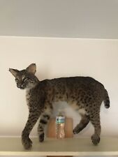 Taxidermy real bobcat for sale  Taylorsville
