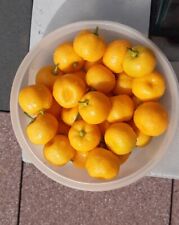 kumquat gebraucht kaufen  Mömbris