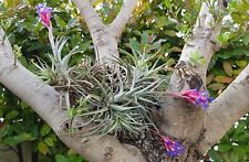 Tillandsia aeranthos for sale  Shipping to Ireland