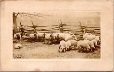 Postcard animals sheep for sale  Buffalo Grove