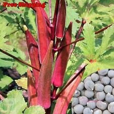 Red burgundy okra for sale  Ontario