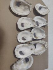 Baker dozen oyster for sale  Defuniak Springs
