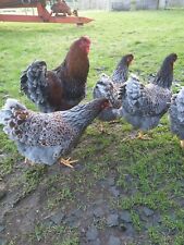 Blue laced wyandotte for sale  DOWNPATRICK