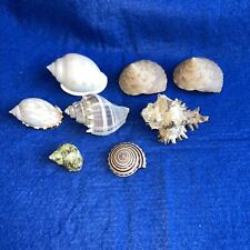 Sea snail shells for sale  BISHOP'S STORTFORD