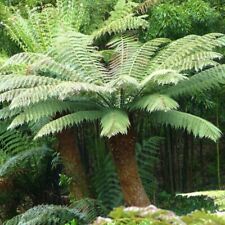 Tasmanian tree fern for sale  Shipping to Ireland