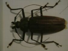 Used,  Giant Goatbeetle Prionidae-from South-east Asia -nice big species for sale  Shipping to South Africa