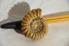 Ammonite androgynoceras fuguli d'occasion  Pont-à-Mousson