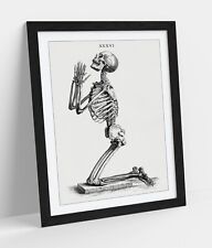 William cheselden skeleton for sale  LONDONDERRY