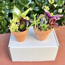 Mini succulent arrangement for sale  El Cajon