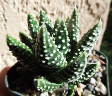 1 succulent plants for sale  Encinitas