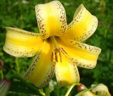 Fragrant lily species for sale  Gate City