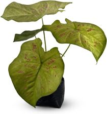 Caladium limelite fancy d'occasion  Expédié en Belgium