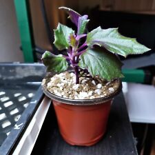 plant purple passion for sale  Winston Salem