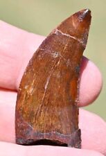 Dinosaur fossil tooth for sale  Scottsdale