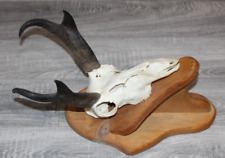 Antelope pronghorn european for sale  Victor