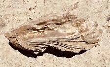 Raro fóssil gigante ostra concha do mar 8" fossilizado extinto mexilhão idade do Eoceno comprar usado  Enviando para Brazil