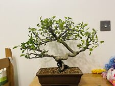 Lucie cherry bonsai for sale  CASTLEFORD