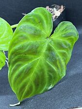 Philodendron verrucosum red for sale  Canton