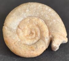 Ammonite intérréssante micro d'occasion  Angers-