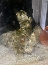 Live marine reef for sale  SHEFFIELD