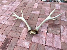 Old elk antlers for sale  Elizabethton