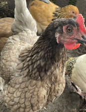 6 Chicken Mixed Breed Hatching Eggs for sale  UK