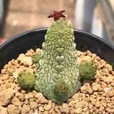 5cm cactus live for sale  Shipping to Ireland