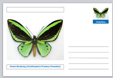 Butterflies green birdwing for sale  UK