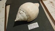 collectible shells/turbinella pyrum 128mm sri lanka (some holes av) for sale  Shipping to South Africa