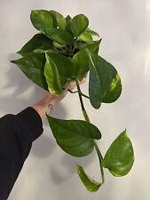 Golden pothos air for sale  STAMFORD