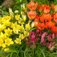 Botanical tulips bulbs for sale  MELTON MOWBRAY