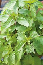 Peppermint seeds 200 for sale  PEEBLES