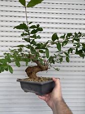 Melograno bonsai shohin usato  Italia