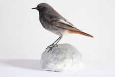 Taxidermy black redstart for sale  Shipping to Ireland